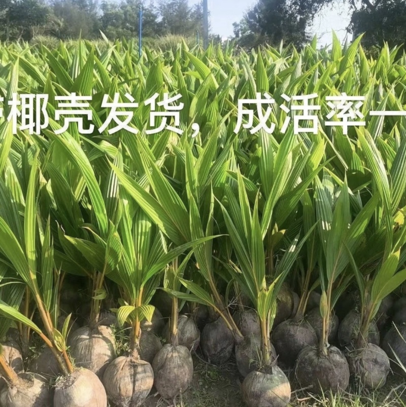 海南矮化椰子苗
