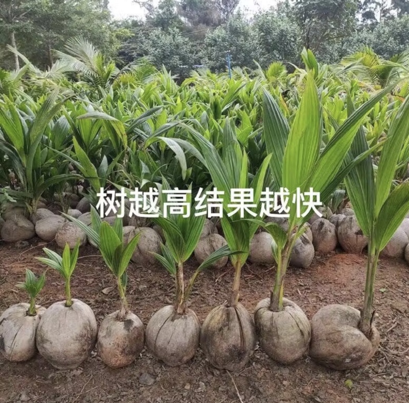 海南矮化椰子苗