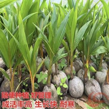 海南矮化椰子苗