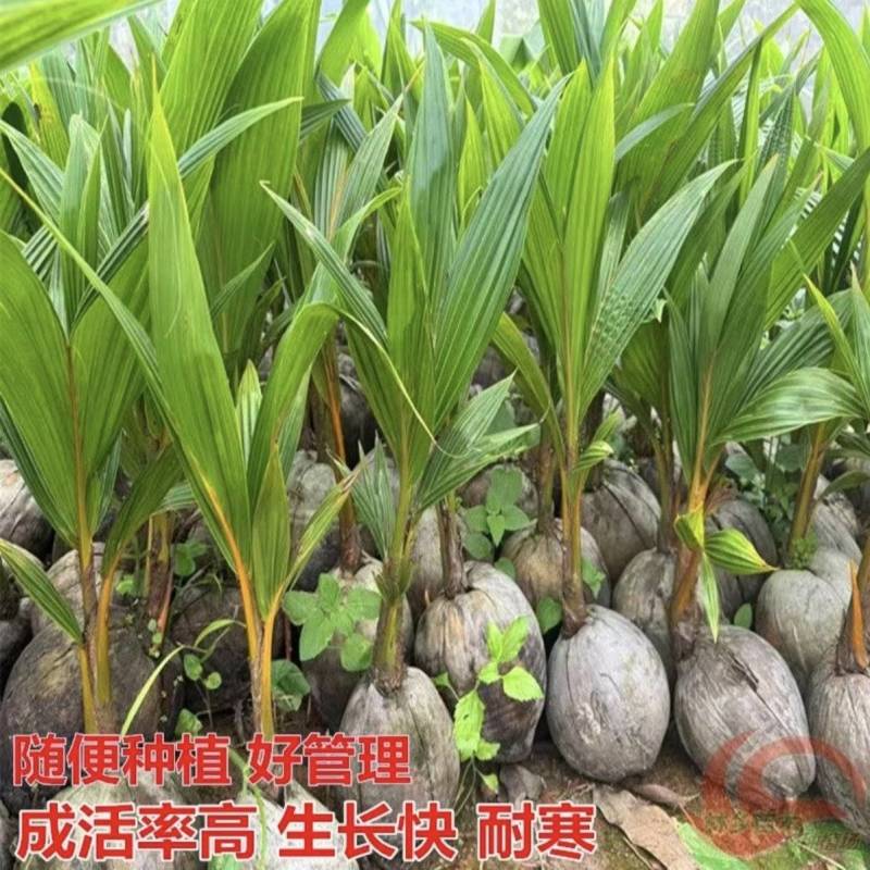 海南矮化椰子苗