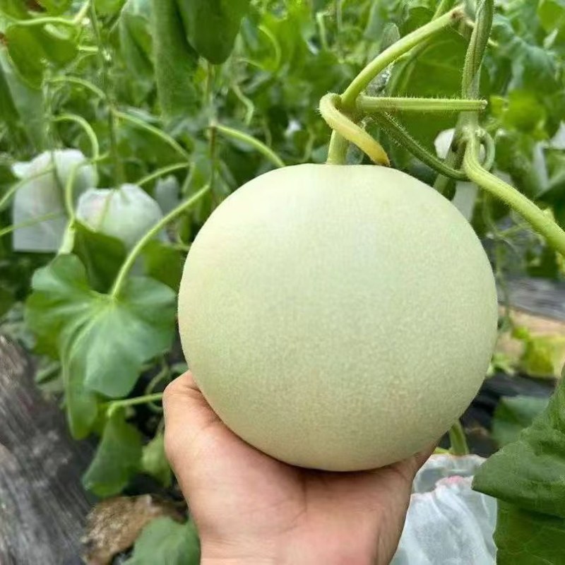精品玉菇开园