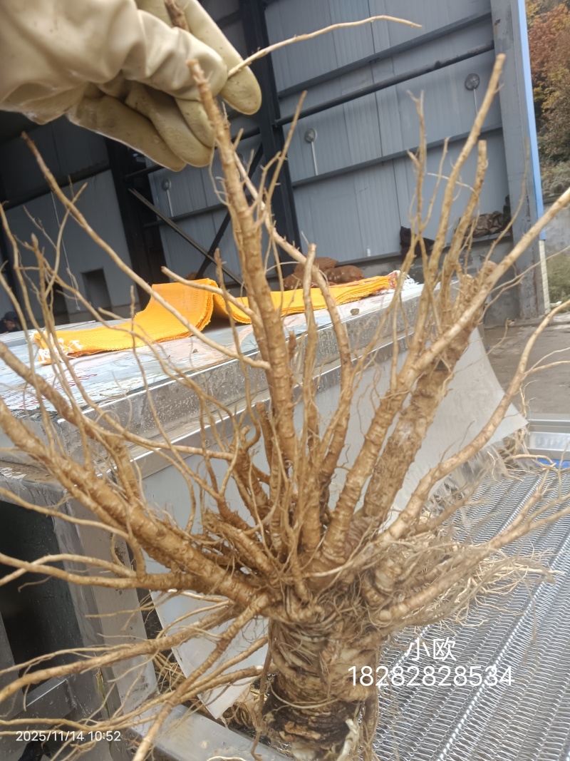 甜当归，大和当归，鲜当归，日本当归，菜当归，高山有机当归