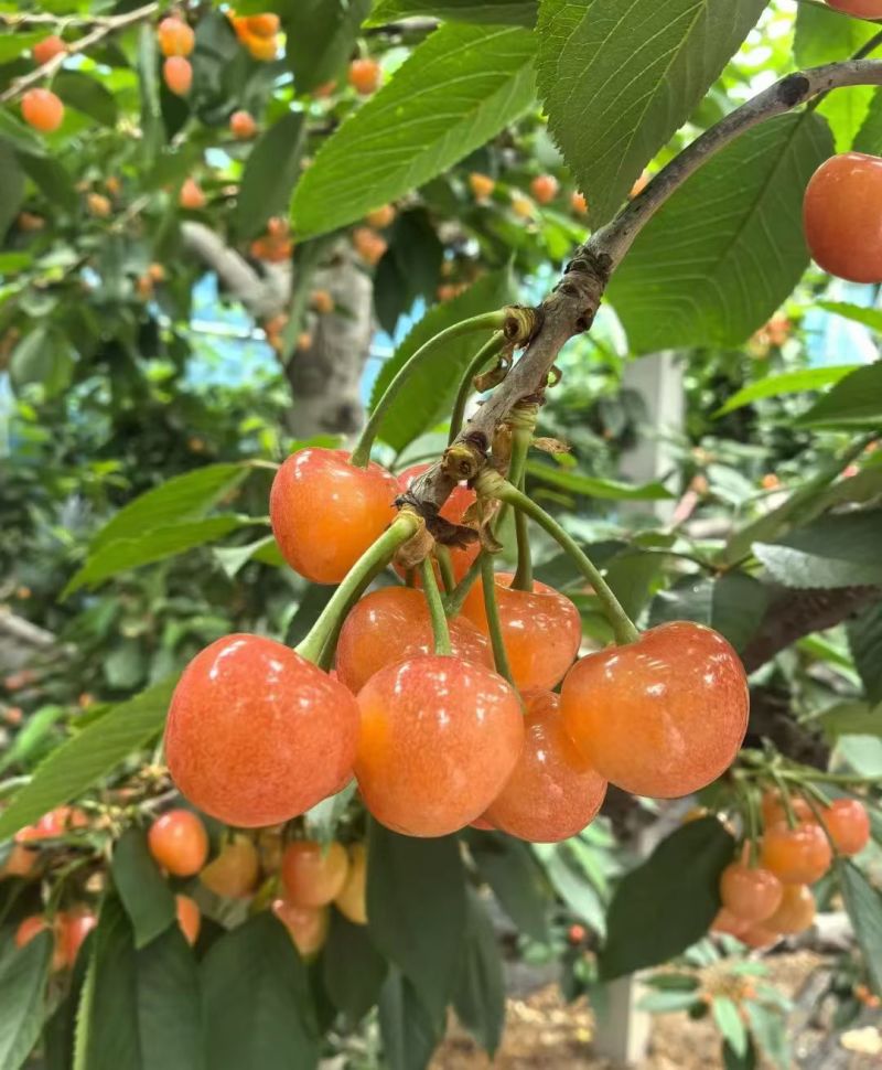 山东省淄博市沂源县，，露天大樱桃，品种多大量，上市了。