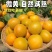 山东产地金太阳杏大量上市价格便宜