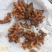 新鲜姜黄，药姜，小黄姜批零销售