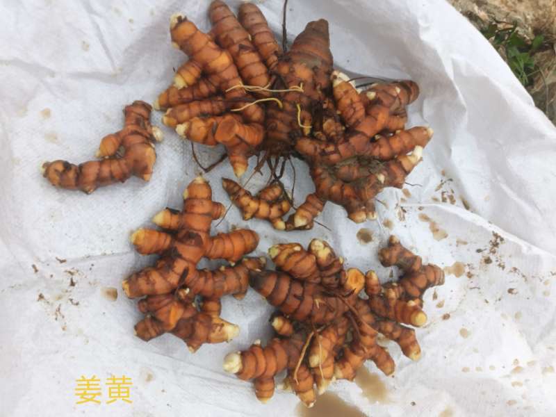 新鲜姜黄，药姜，小黄姜批零销售