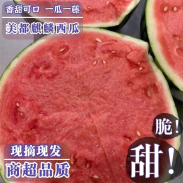 《实力》山东美都西瓜无籽有籽都有货基地直发对商超团购电商