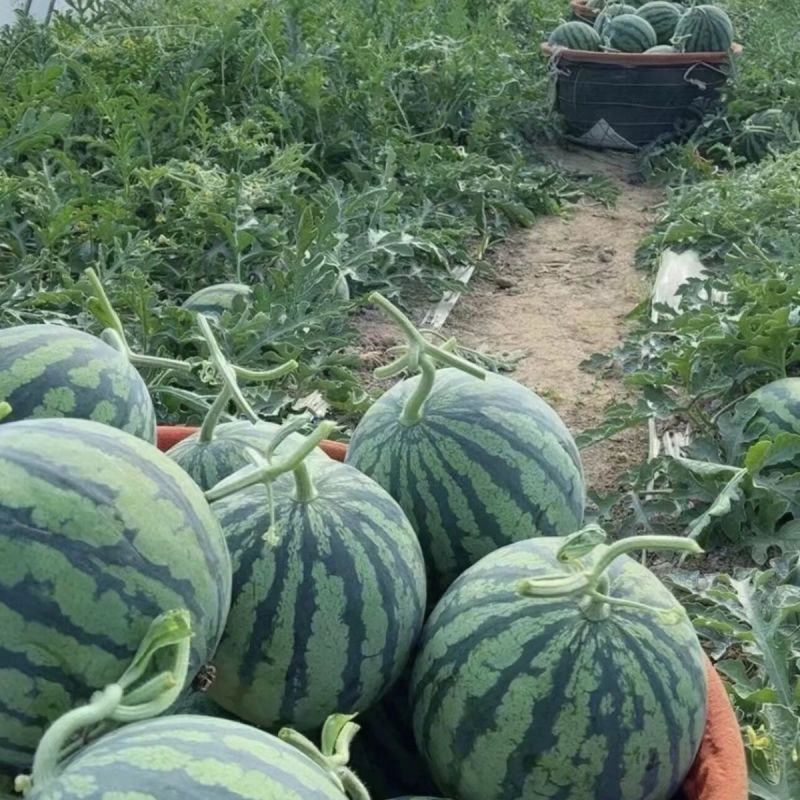 《实力》山东美都西瓜无籽有籽都有货基地直发对商超团购电商