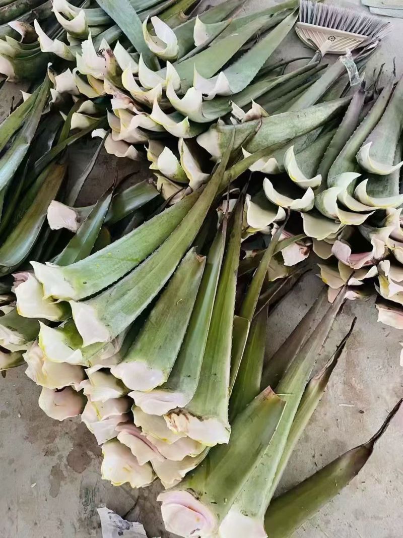 芦荟叶片，罐头厂，食用