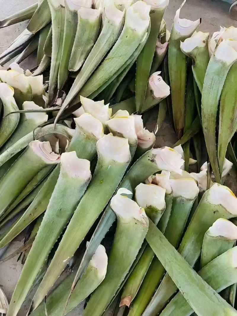 芦荟叶片，罐头厂，食用