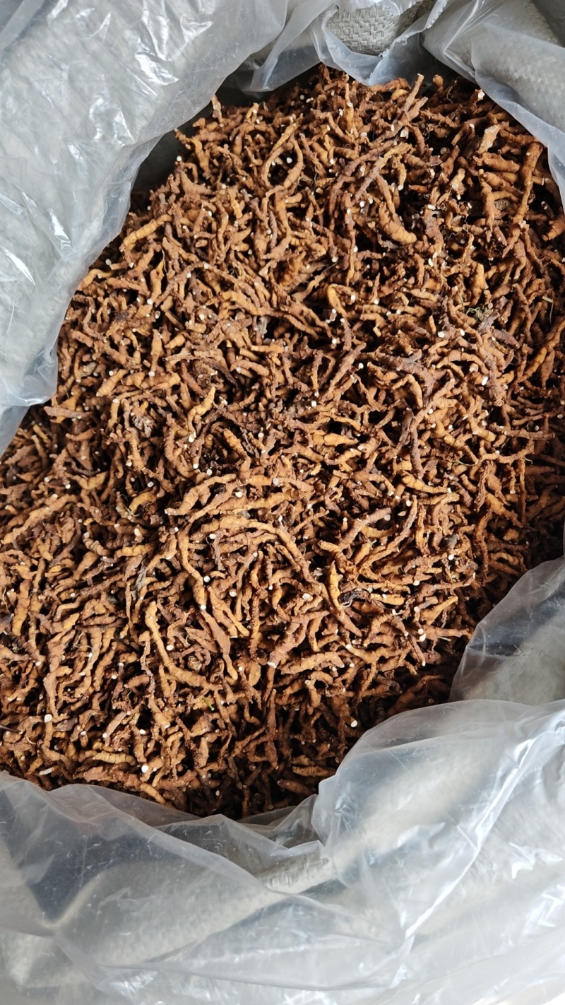 秦岭高山林下九节菖蒲水洗货，含量高，净度好