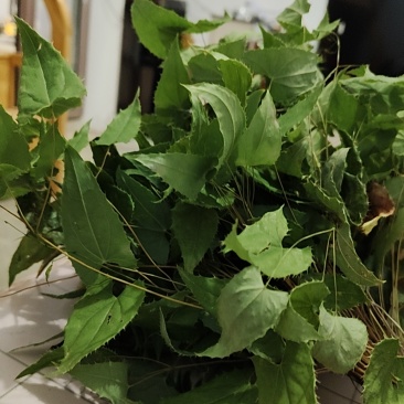 淫羊藿野生贵州省毕节市威宁县