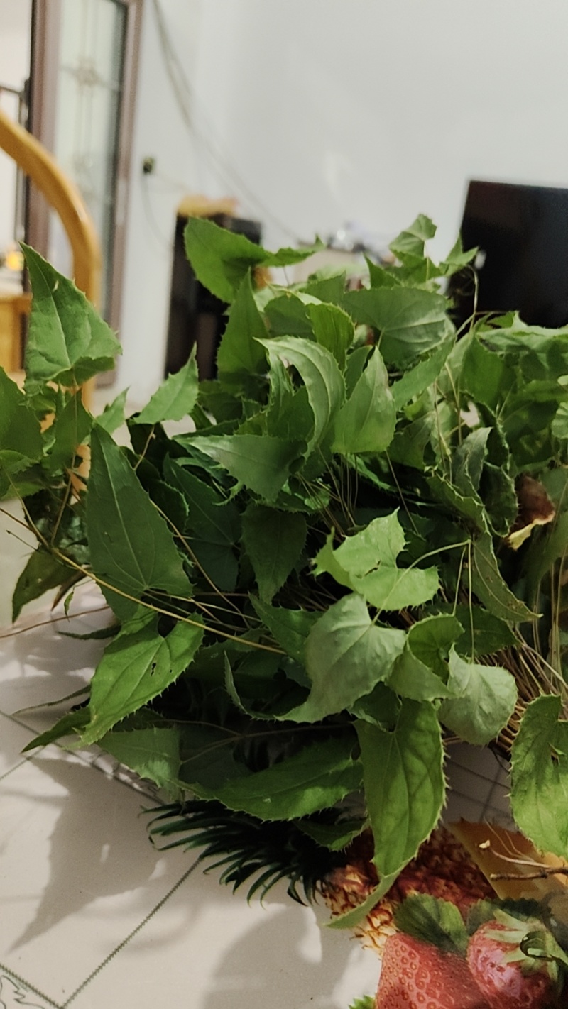 淫羊藿野生贵州省毕节市威宁县