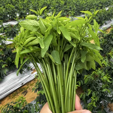 新鲜广州基地树仔菜