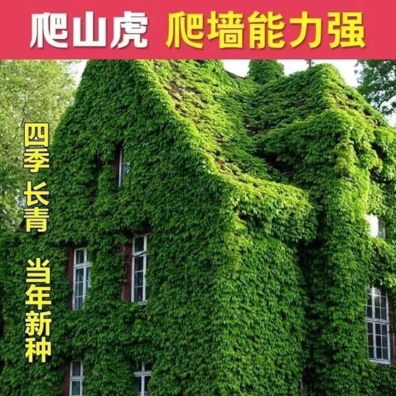爬山虎三叶五叶爬山虎苗爬山虎杯苗常青藤户外爬藤植物