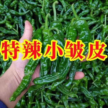 现摘现发爆辣小邹皮辣椒