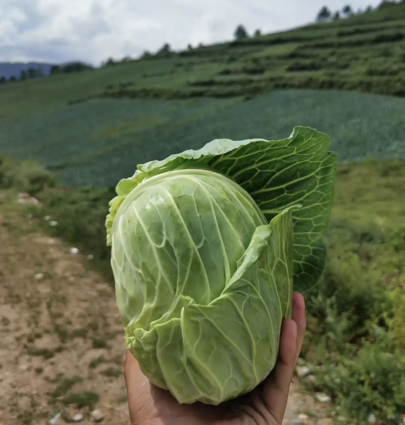 【精品】四川甘蓝圆包菜基地直发价格美丽对接全国