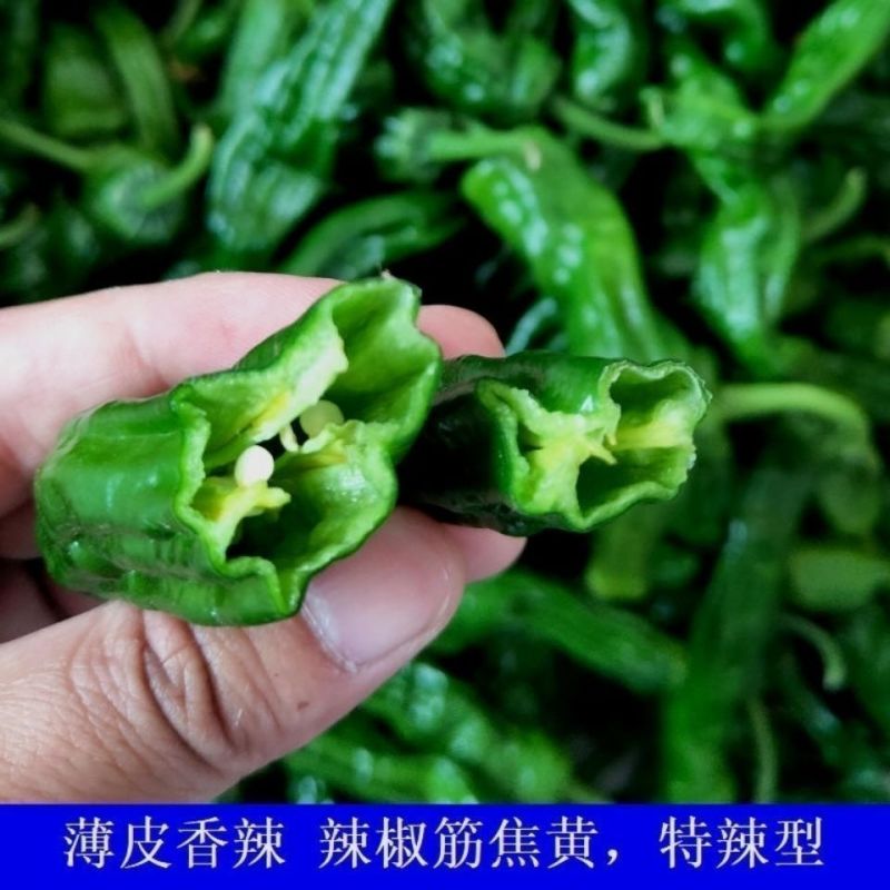 现摘现发爆辣小邹皮辣椒