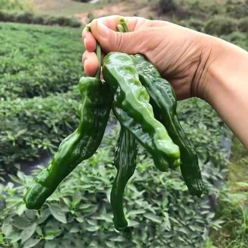现摘现发爆辣小邹皮辣椒