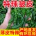 现摘现发爆辣小邹皮辣椒