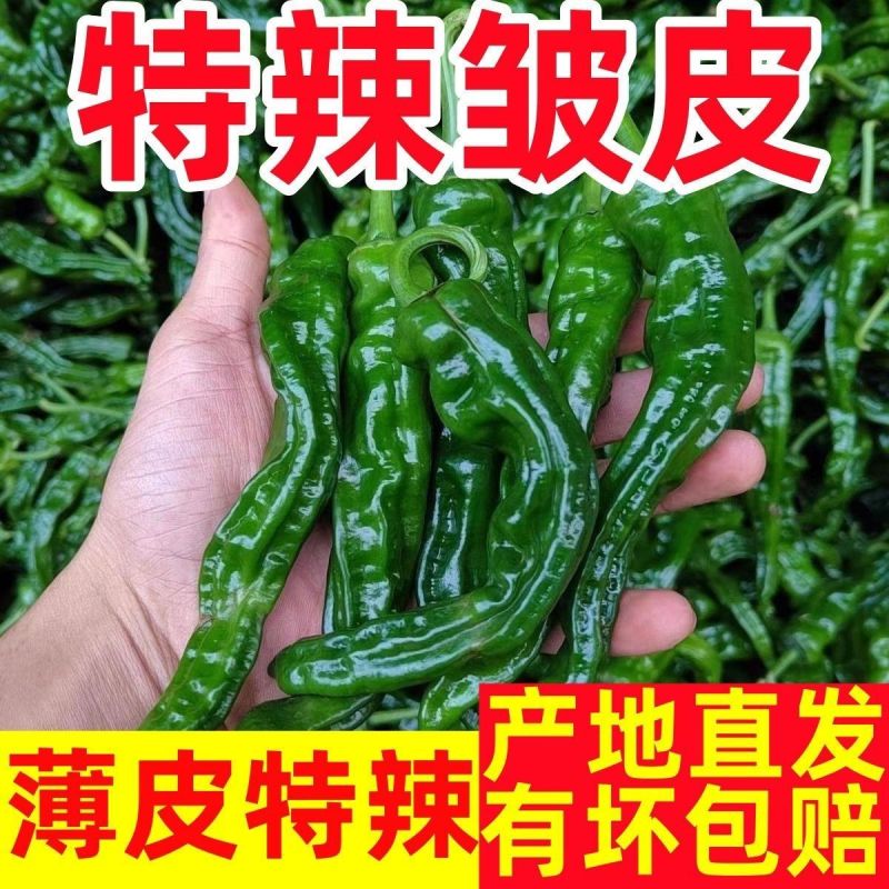 现摘现发爆辣小邹皮辣椒