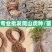 爬山虎苗三叶五叶爬山虎杯苗植物四季常青不落叶庭院藤蔓