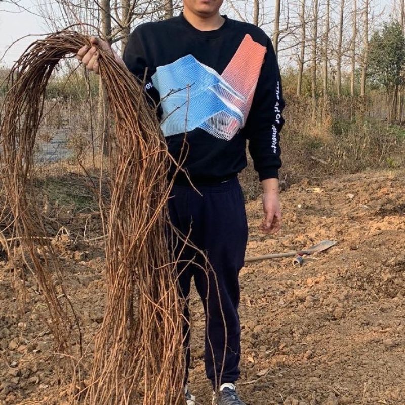 爬山虎苗三叶五叶爬山虎杯苗植物四季常青不落叶庭院藤蔓