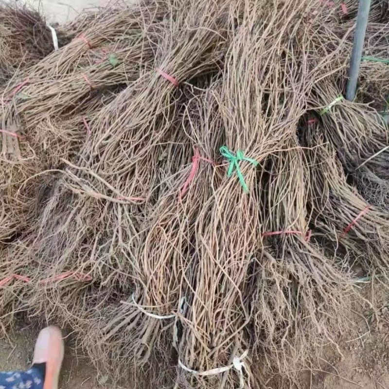 爬山虎苗三叶五叶爬山虎杯苗植物四季常青不落叶庭院藤蔓