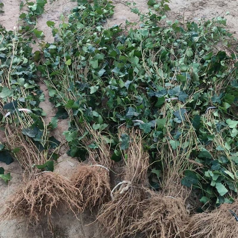 爬山虎苗三叶五叶爬山虎杯苗植物四季常青不落叶庭院藤蔓