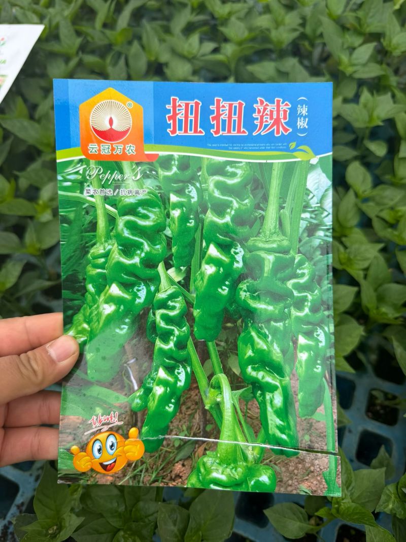 一件代发螺丝椒苗