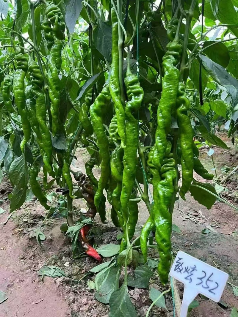 一件代发螺丝椒苗
