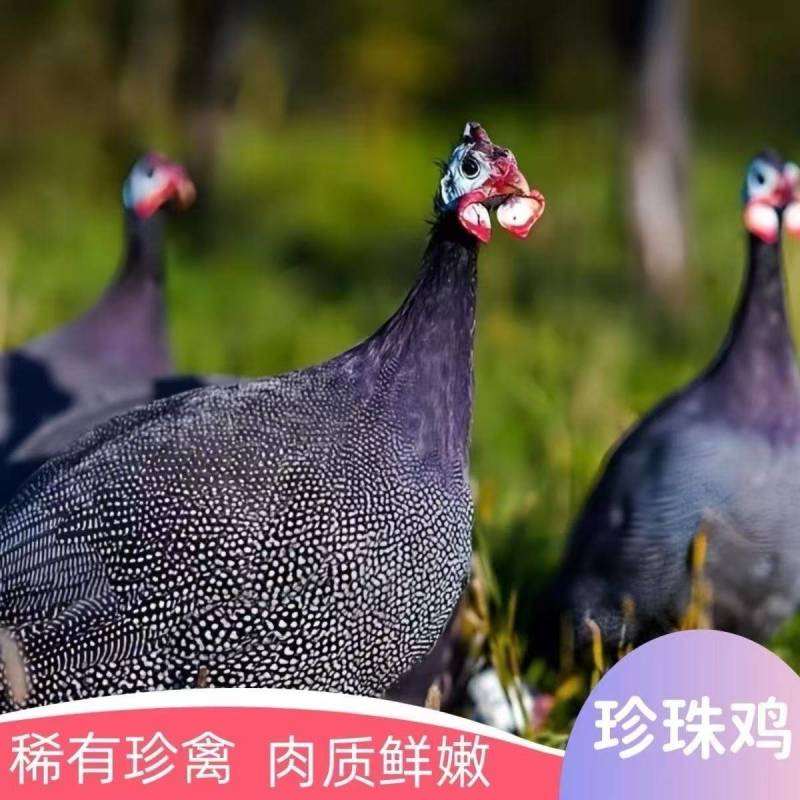 正宗农家散养2斤珍珠鸡，瘦肉型，现杀新鲜，煲汤滋补