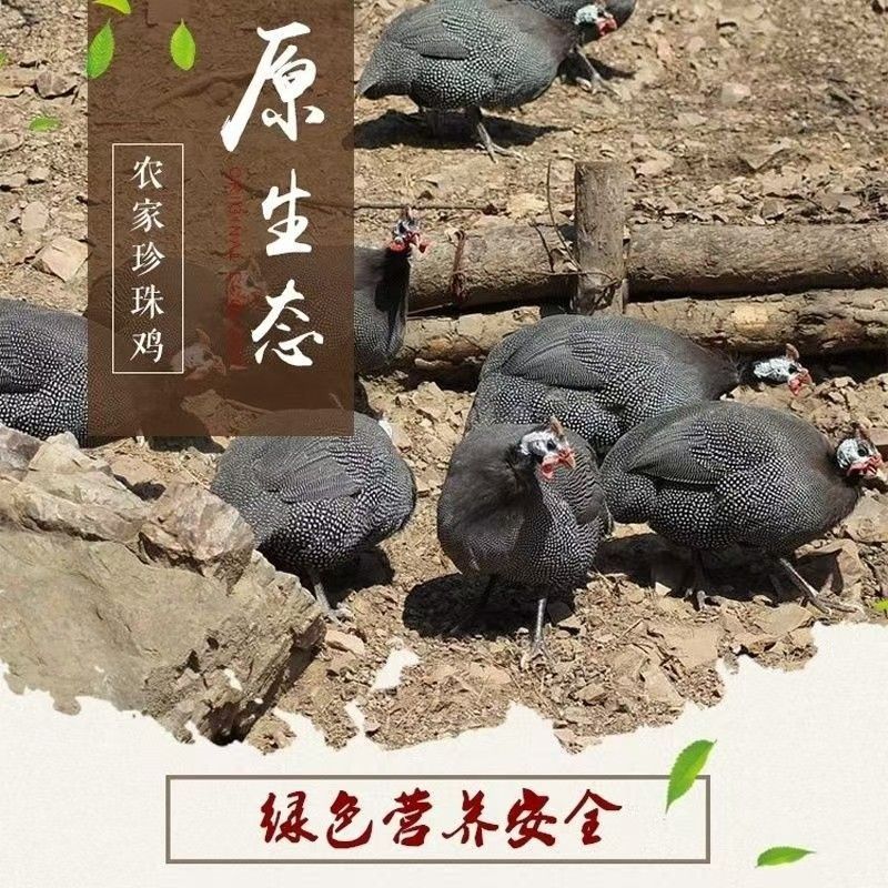 正宗农家散养2斤珍珠鸡，瘦肉型，现杀新鲜，煲汤滋补