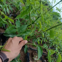 大荔营养杯冬枣苗