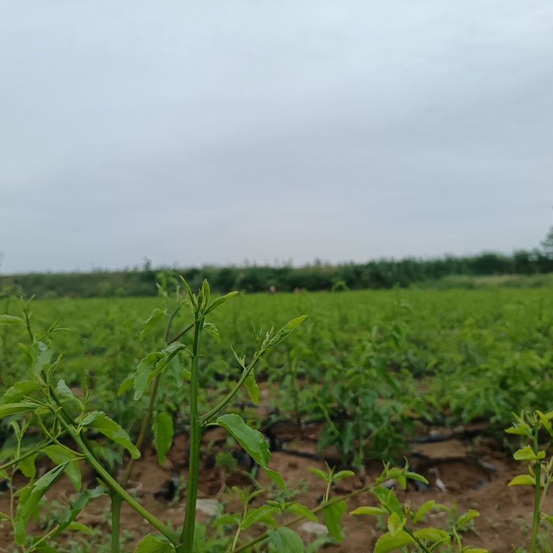 营养杯冬枣苗/一代二代大荔冬枣树苗/产地现挖现发