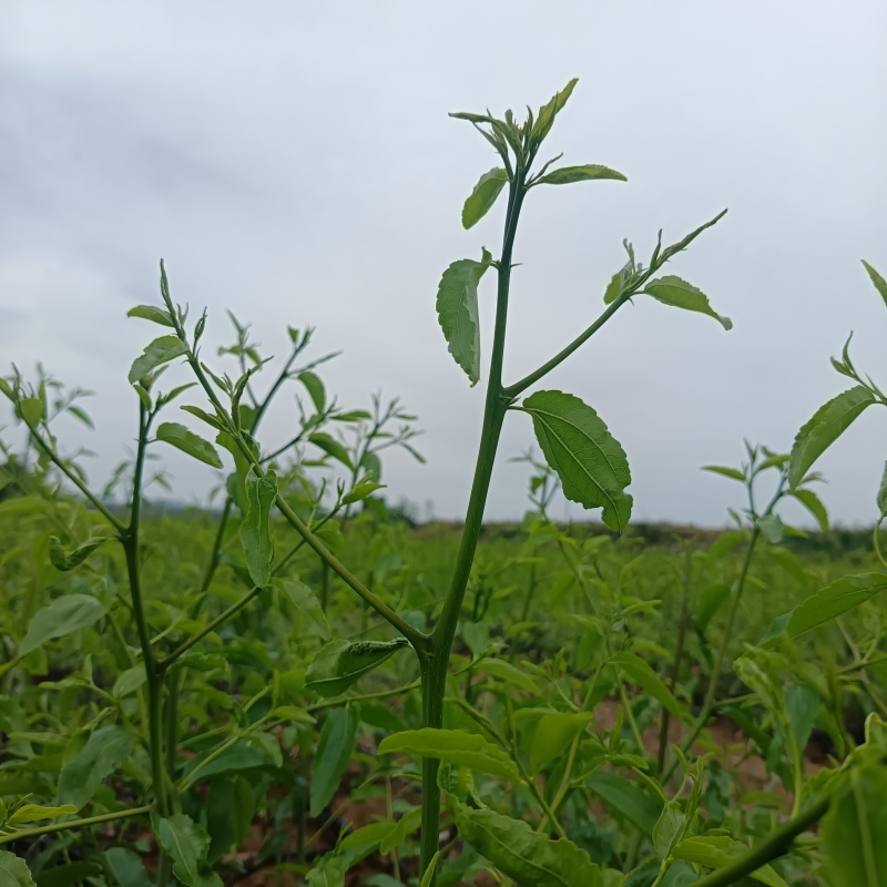 营养杯冬枣苗/一代二代大荔冬枣树苗/产地现挖现发