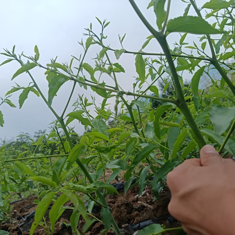 营养杯冬枣苗/一代二代大荔冬枣树苗/产地现挖现发