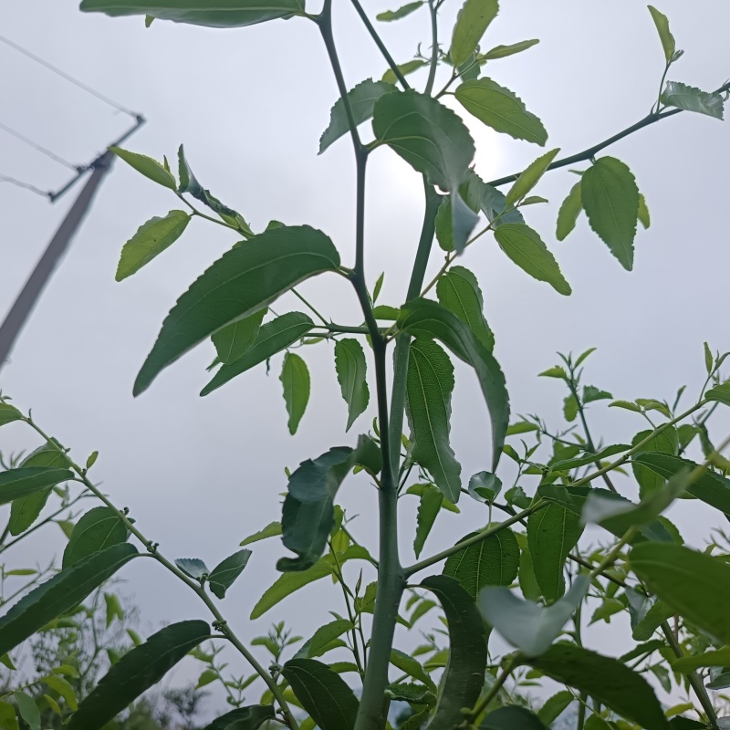营养杯冬枣苗/一代二代大荔冬枣树苗/产地现挖现发