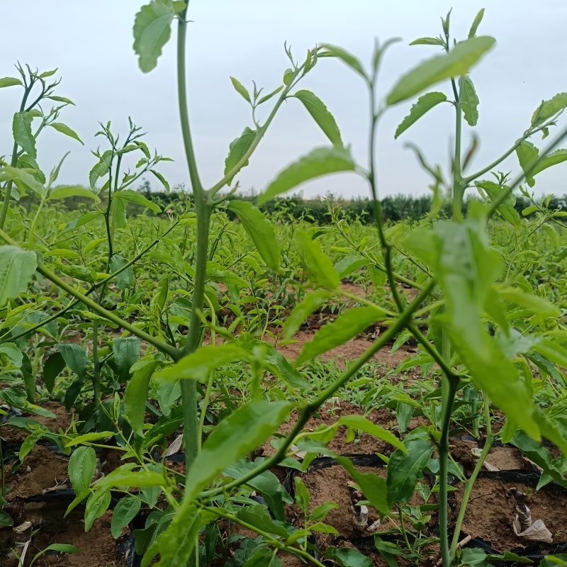 营养杯冬枣苗/一代二代大荔冬枣树苗/产地现挖现发