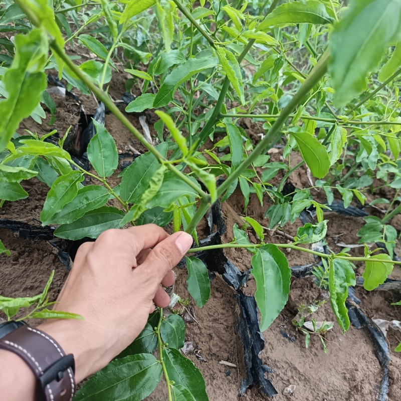 营养杯冬枣苗/一代二代大荔冬枣树苗/产地现挖现发