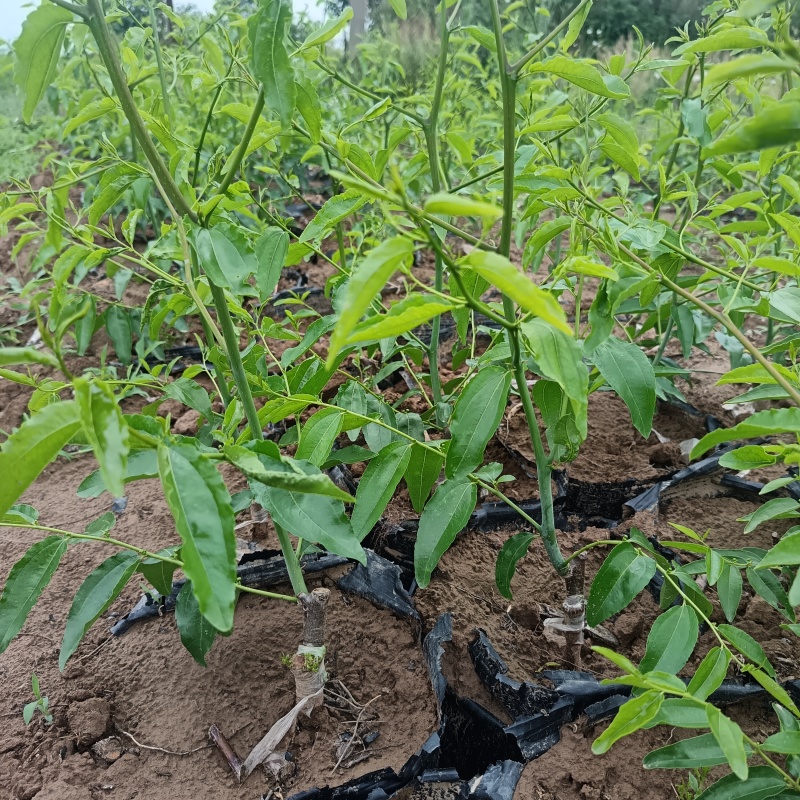 营养杯冬枣苗/一代二代大荔冬枣树苗/产地现挖现发