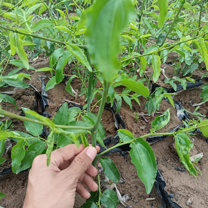营养杯冬枣苗/一代二代大荔冬枣树苗/产地现挖现发