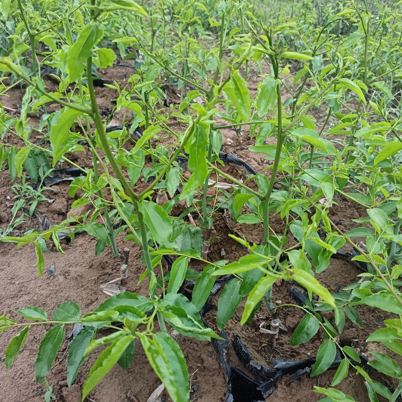 营养杯冬枣苗/一代二代大荔冬枣树苗/产地现挖现发