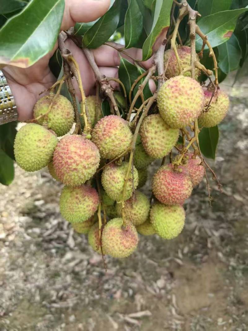 【妃子笑】礼品级荔枝妃子笑新鲜发货按需包装支持一件代发