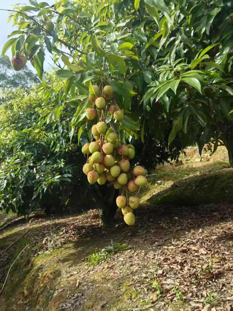 【妃子笑】礼品级荔枝妃子笑新鲜发货按需包装支持一件代发