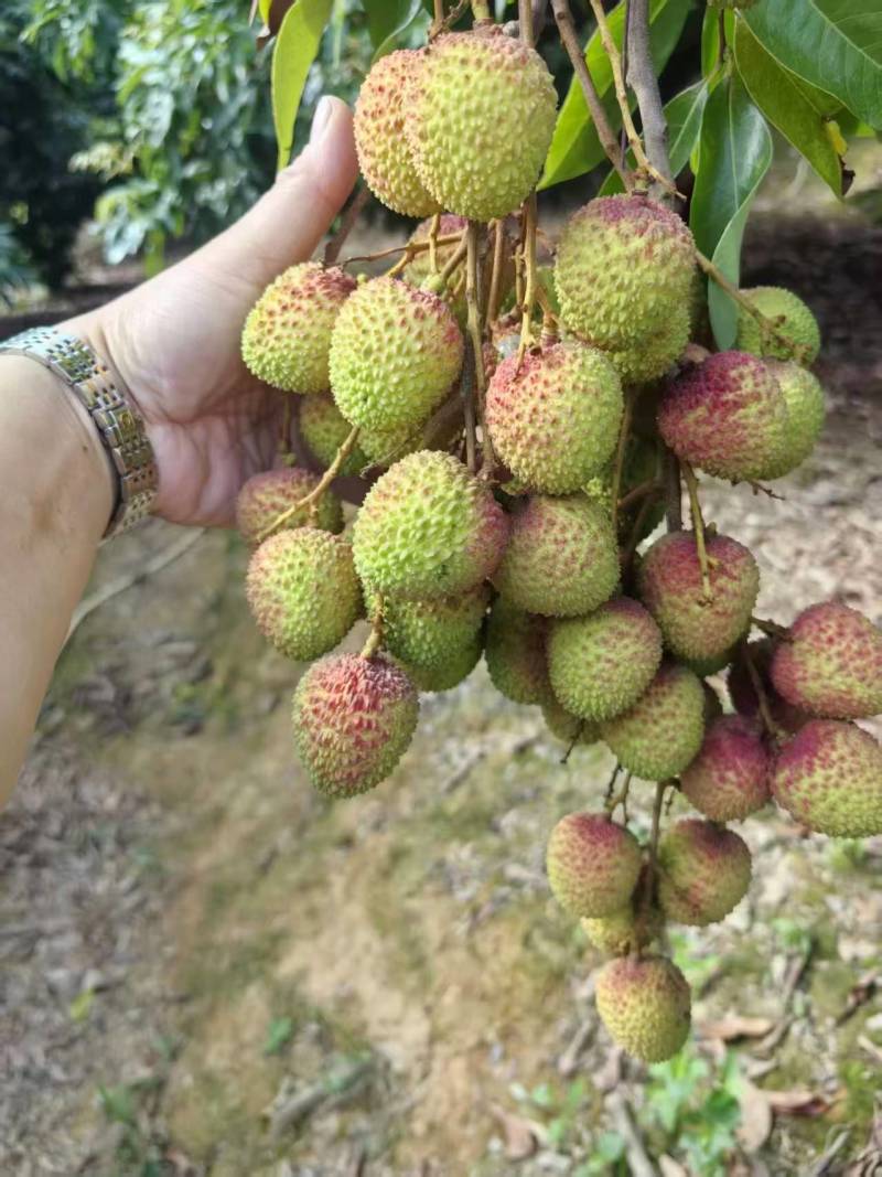 【妃子笑】礼品级荔枝妃子笑新鲜发货按需包装支持一件代发
