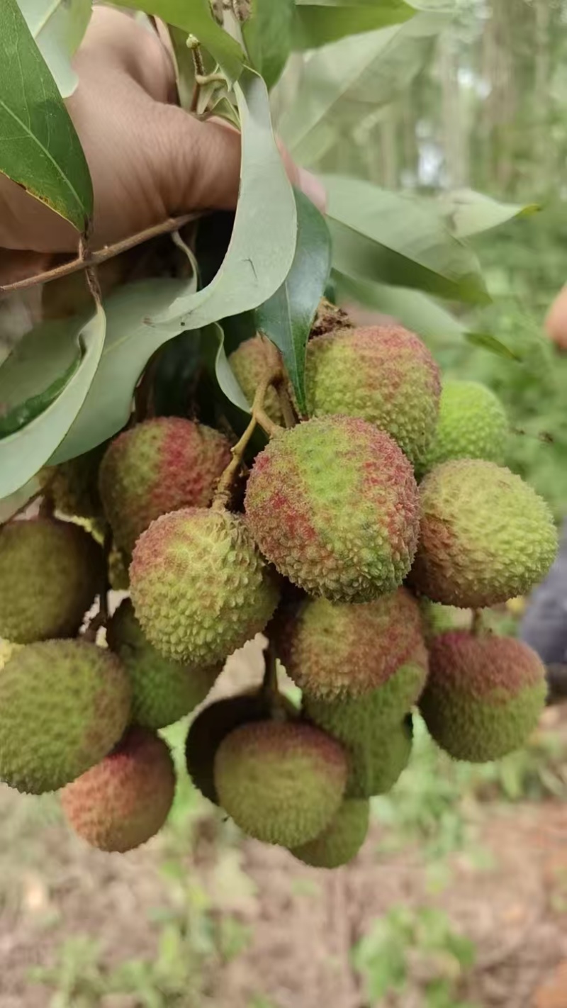 【妃子笑】礼品级荔枝妃子笑新鲜发货按需包装支持一件代发