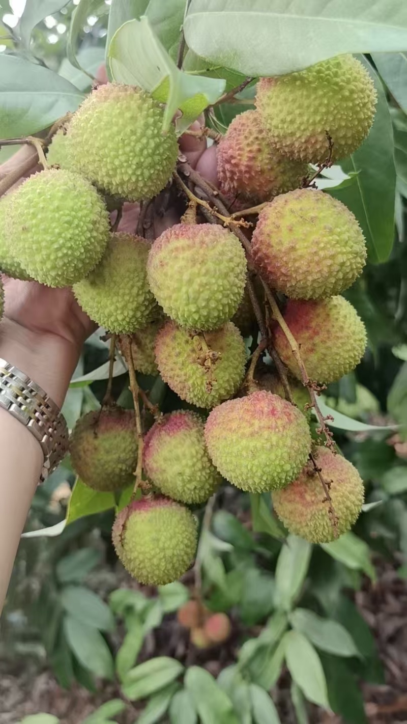 【妃子笑】礼品级荔枝妃子笑新鲜发货按需包装支持一件代发