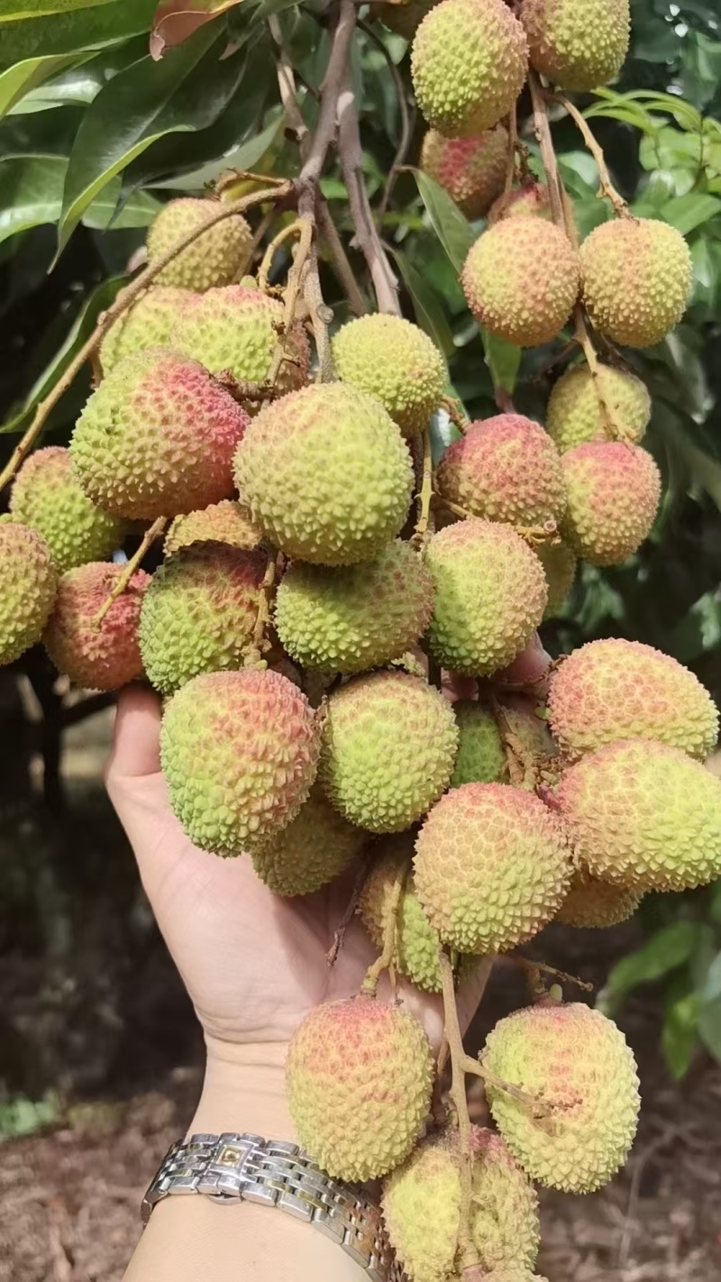 【妃子笑】礼品级荔枝妃子笑新鲜发货按需包装支持一件代发