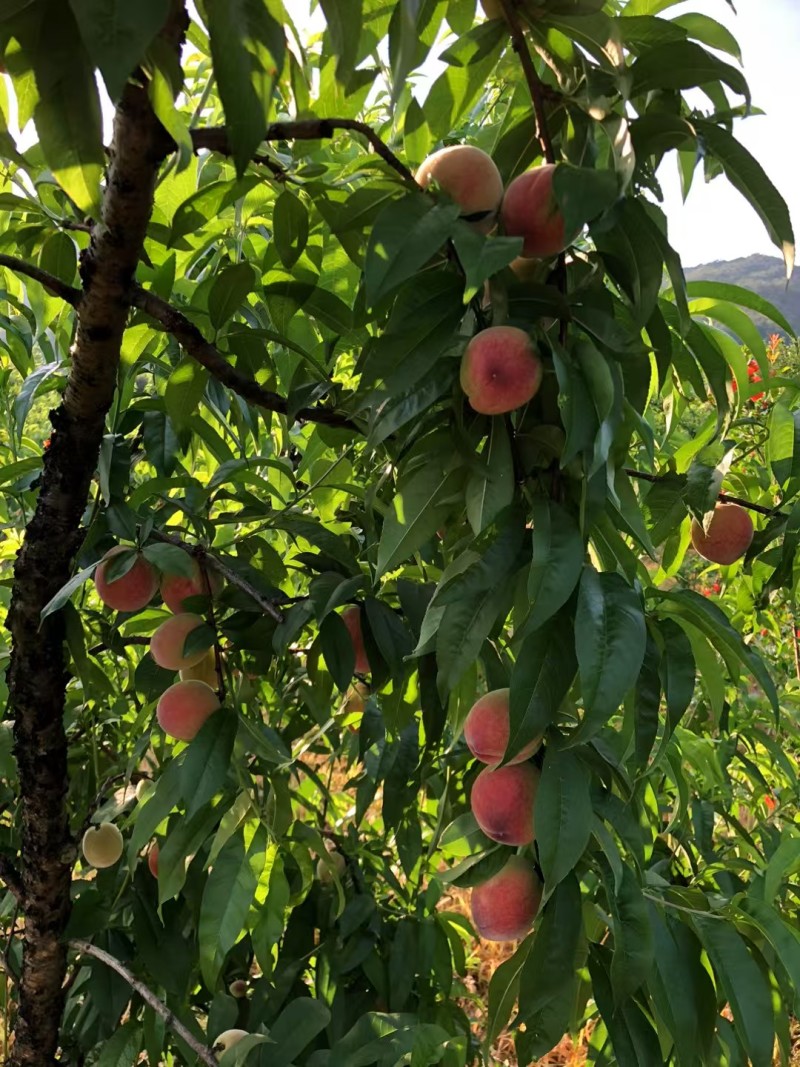 高山早桃脆甜可口硬桃